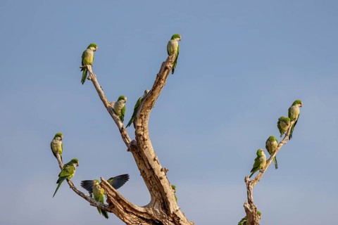 Monk parakeet (Myiopsitta monachus), group, Pantanal, Brazil, South America