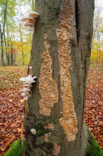 Ringed beech slime beetle (Oudemansiella mucida), fruiting body and the Silvery Porecrust, beech