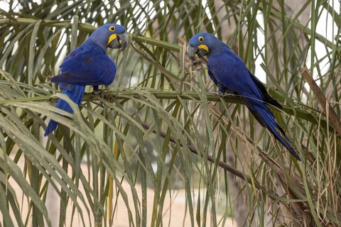 Hyacinth Macaw (Anodorhynchus hyacinthinus), 2 birds, on palm leaves, Pantanal, Brazil, South