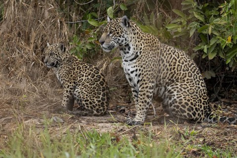 Jaguar (Panthera onca), mother and child, in riparian vegetation, Pantanal, Brazil, South America