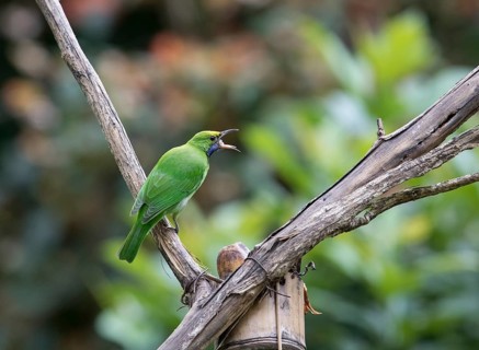 Golden-fronted Leafbird (Chloropsis aurifrons), Kaeng Krachan National Park, Thailand, Asia