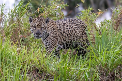 Jaguar (Panthera onca) in the grass, upper edge of a steep bank, Pantanal, Brazil, South America