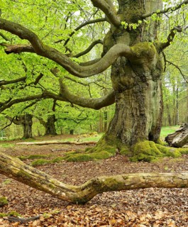 Gnarled old beech trees in the former Hutewald Halloh, Bad Wildungen, Kellerwald, Hesse, Germany,