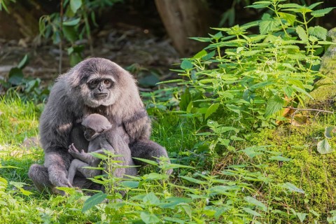 A female silver gibbon (Hylobates moloch) or Java gibbon sits with her baby in her arms in the