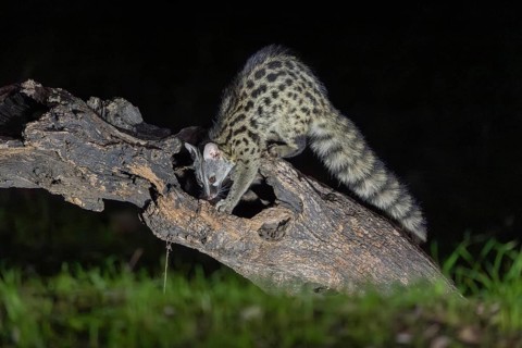 Small spotted genet (Genetta genetta), at night, on a branch, Andalusia, Spain, Europe