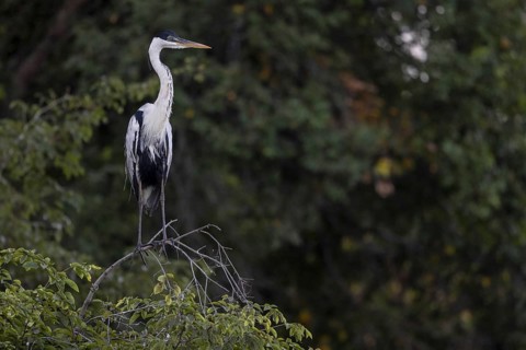 Cocoirei heron (Ardea cocoi), on branch, Rio Claro, Pantanal, Brazil, South America