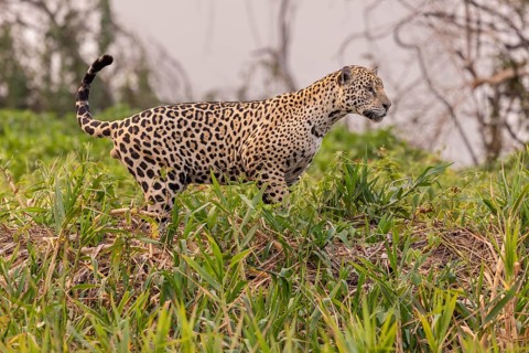 Jaguar (Panthera onca), upper edge of steep bank, Pantanal, Brazil, South America