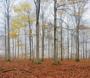 Beech forest, beech trees (fagus) with last yellow leaves in autumn, bare trees and fog,