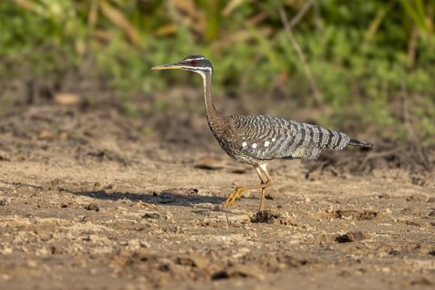 Sun rail (Eurypyga helias), sandbank, Pantanal, Brazil, South America