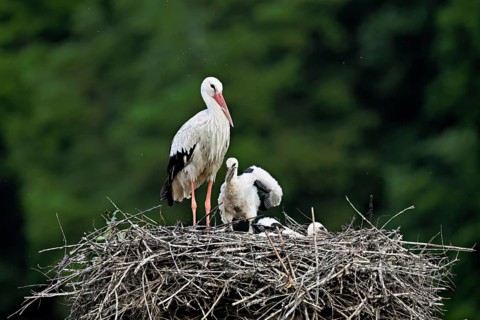 White stork (Ciconia ciconia), adult with two chicks standing on eyrie, Canton Aargau, Switzerland,