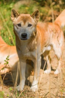 Portrait of two One New Guinea singing dog or New Guinea Highland dog (Canis hallstromi) (Canis