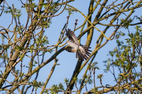 Common Cuckoo (Cuculus canorus), adult male in flight, about to land in a tree, Hesse, Germany,