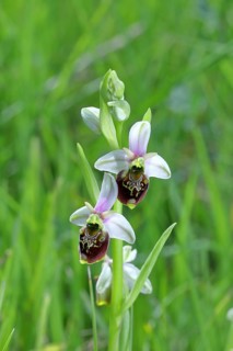 Bumblebee orchid (Ophrys holoserica) wild orchid, in a meadow, close-up, Rhineland-Palatinate,