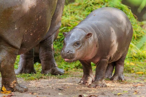 A baby pygmy hippopotamus and its mother (Choeropsis liberiensis) eating grass at a feeding site