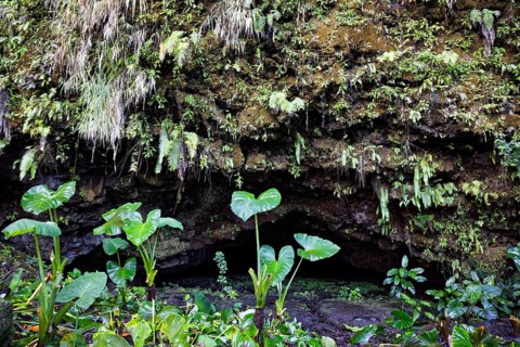 Grotto, small, filled with water, plants, different, various, Grottes De Mara'a, Paea, Tahiti-Nui,