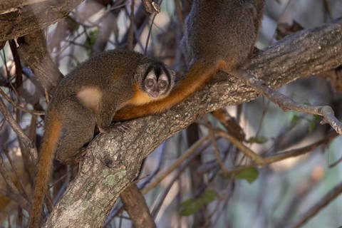 Azaras night monkey (Aotus azarae), in a tree, Pantanal, Brazil, South America
