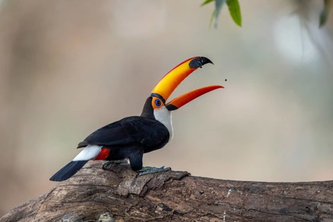 Giant toucan (Ramphastos toco), throws up food, Pantanal, Brazil, South America