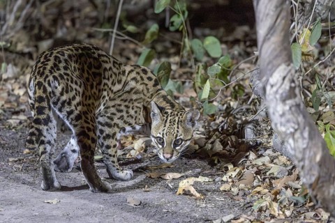 Ocelot (Leopardus pardalis), on the ground, Pantanal, Brazil, South America