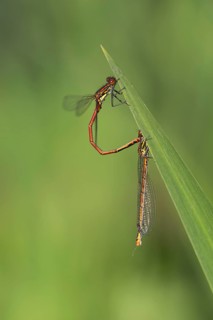 Large red damselfly (Phyrrhosoma nymphula), pair, tandem, in front of copula, Oberhausen, Ruhr