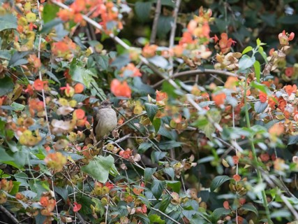Streaked-cheeked Bulbul (Pycnonotus conradi) . Phetchaburi, Kaeng Krachan National Park, Thailand,