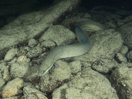 European eel (Anguilla anguilla) resting in the water at night on a grey rocky substrate,
