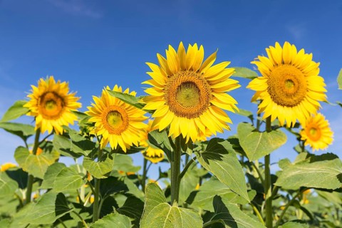 Sunflowers (Helianthus annuus) in bloom in a sunflower field, Hirschstein, Saxony, Germany, Europe