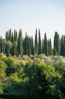 Tuscan landscape, country estate with, olive trees and cypresses in Chianti, Chianti Region,