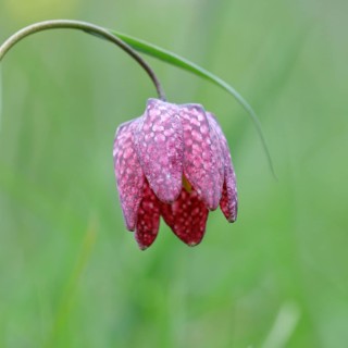 Snake's Head Fritillary (Fritillaria meleagris), single flower in a meadow, close-up,