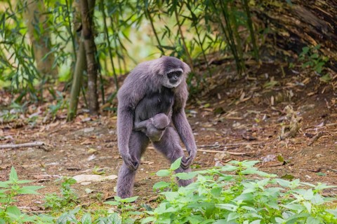 A female silver gibbon (Hylobates moloch) or Java gibbon walks across the forest floor with her