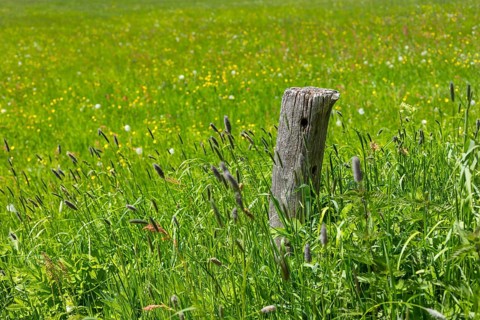 Old wooden fence pillar in the mountain meadows in the Eastern Ore Mountains, on the Geisingberg in