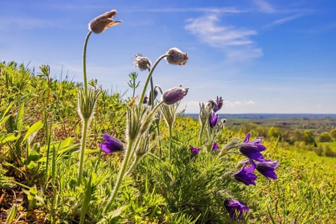 Close up at flowering Pasque flower (Pulsatilla vulgaris) flowers on a meadow in early spring,
