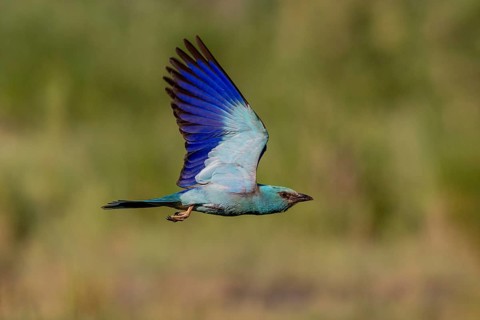 European Roller (Coracias garrulus), in flight, Danube Delta, Romania, Europe