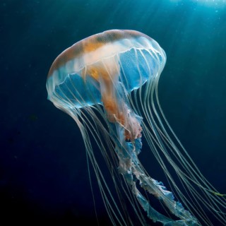Narcomedusa jellyfish with translucent bell long delicate tentacles drifting in deep ocean, AI