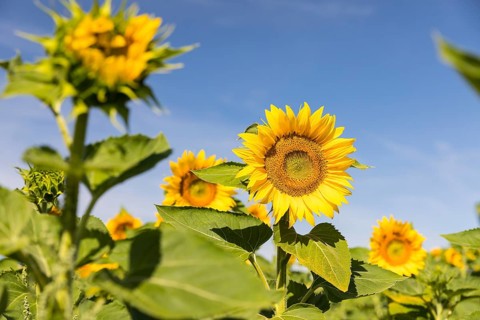 Sunflowers (Helianthus annuus) in bloom in a sunflower field, Hirschstein, Saxony, Germany, Europe