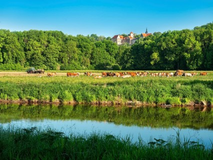 Landscape along the river Saale in the Saale valley near Naumburg, cattle grazing on pasture in