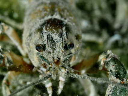 Frontal close-up of a crayfish (Faxonius limosus), American crayfish, invasive species, in the