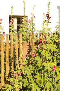 Flowering hollyhocks (Alcea) on a fence on the Anger in Naundorf, Radebeul, Saxony, Germany, Europe