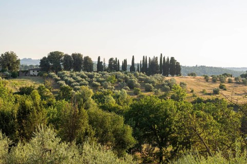 Tuscan landscape, country estate with, olive trees and cypresses in Chianti, Chianti Region,