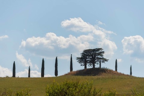 Cypress trees standing on top of a hill, Unesco world heritage site Crete Senesi, Italy, Europe