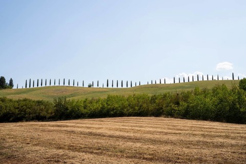 Cypress trees standing on top of a hill, Unesco world heritage site Crete Senesi, Italy, Europe