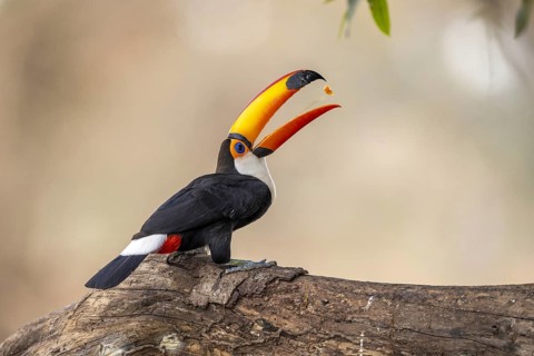 Giant toucan (Ramphastos toco), throws up food, Pantanal, Brazil, South America