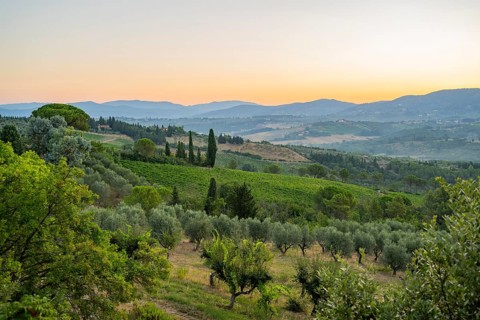 Tuscan landscape at sunrise, country estate with vineyards, forests, olive trees and cypresses in
