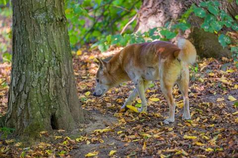 One New Guinea singing dog or New Guinea Highland dog (Canis hallstromi) (Canis dingo hallstromi,
