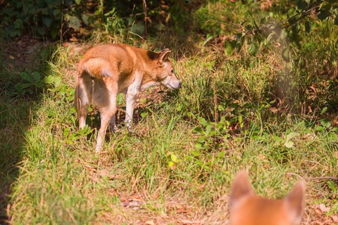 One New Guinea singing dog or New Guinea Highland dog (Canis hallstromi) (Canis dingo hallstromi,