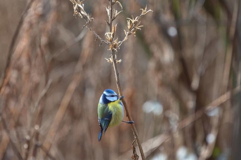 Blue tit (Cyanistes caeruleus) on a seed branch of an evening primrose (Oenothera), Bavaria,