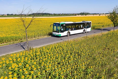 VGM bus line 446 from Riesa to Meißen between sunflower fields near Hirschstein, Saxony, Germany,
