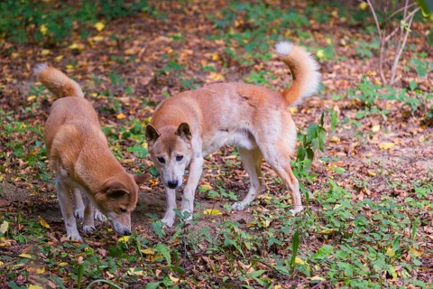 Two New Guinea singing dog or New Guinea Highland dog (Canis hallstromi) (Canis dingo hallstromi,