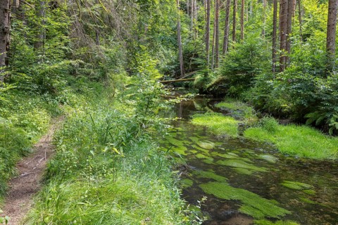 Hiking trail along the Kirnitzsch river in the Kirnitzschtal valley, Sebnitz, Saxon Switzerland,