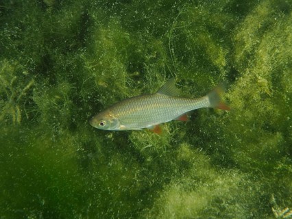 A rudd (Scardinius erythrophthalmus), redfin, roach, roteli, roach, red lead, swimming through