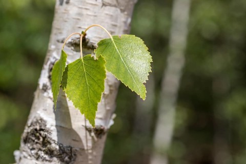 Leaves on the trunk of a birch tree (Betula), Germany, Europe